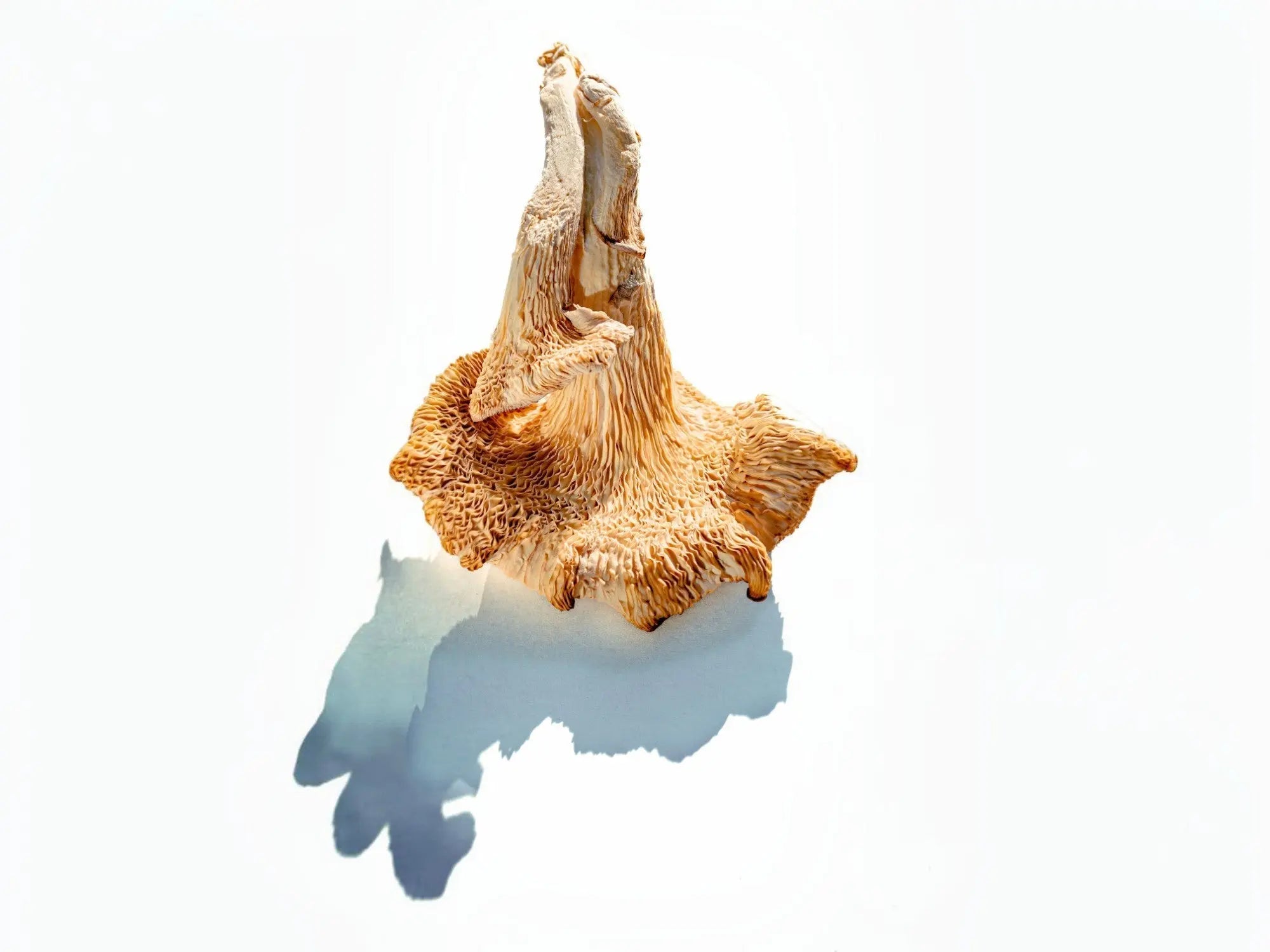 The Ultimate Guide to Lion's Mane Mushroom Supplement Benefits Muscle Department